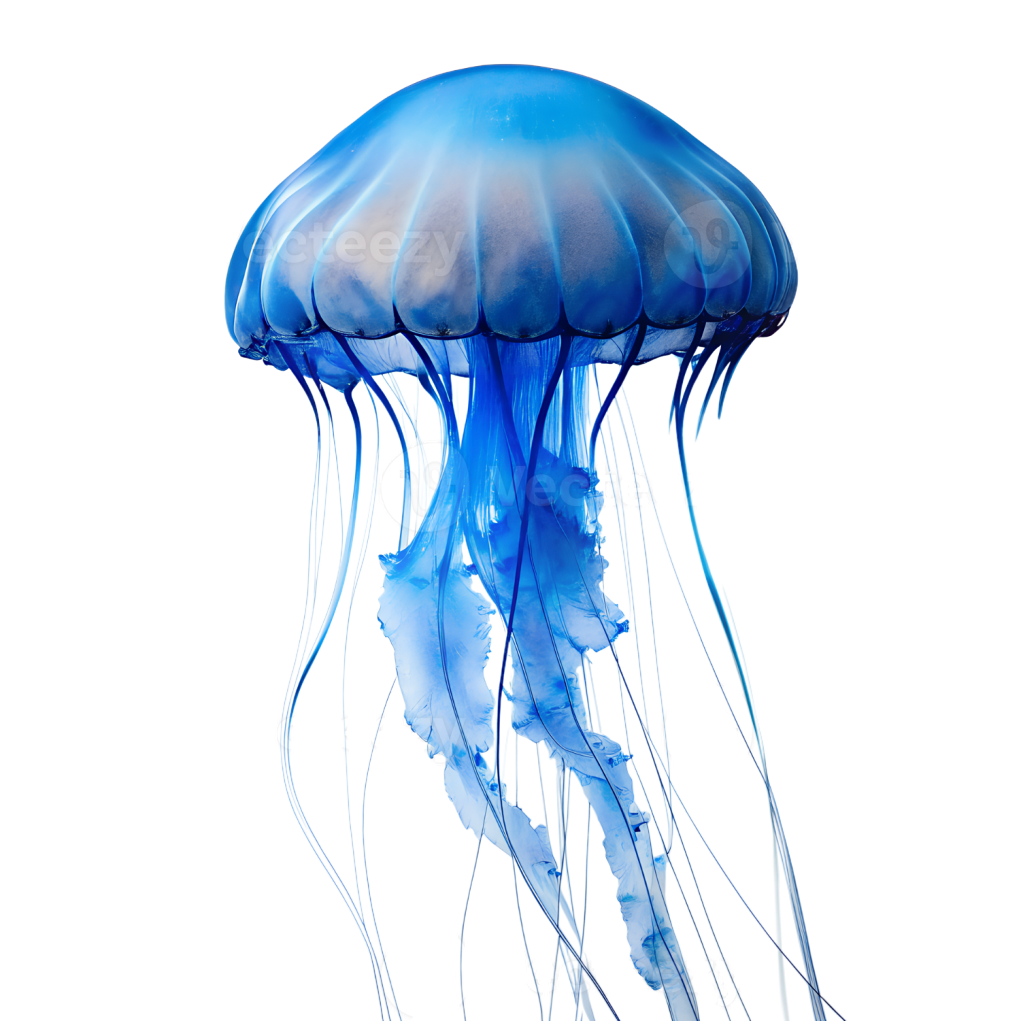 a blue jellyfish on a white background