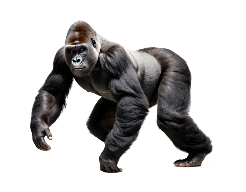 a gorilla standing in front of a white background