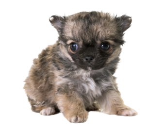 a small brown and black dog with blue eyes