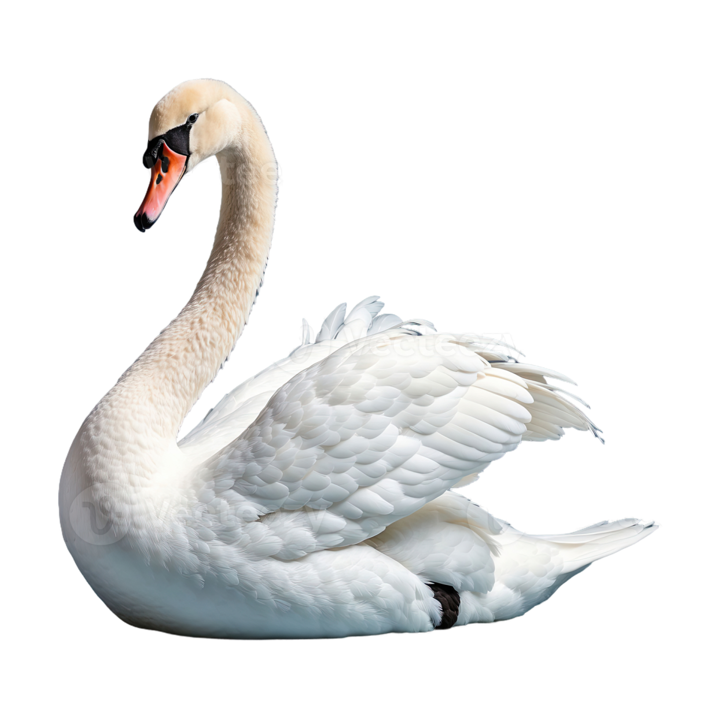 a white swan is swimming in the water