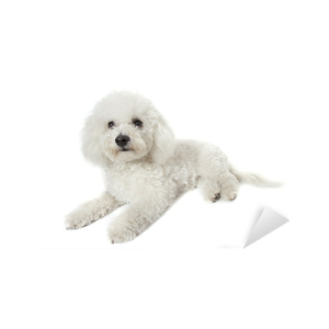 a small white dog laying down on the ground