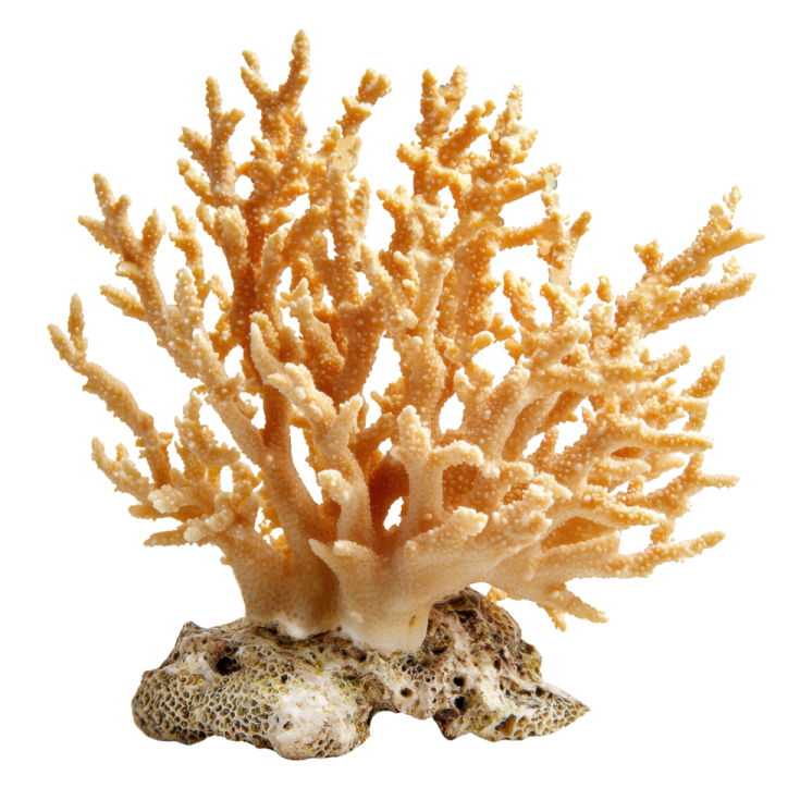 a close up of a coral on a white background