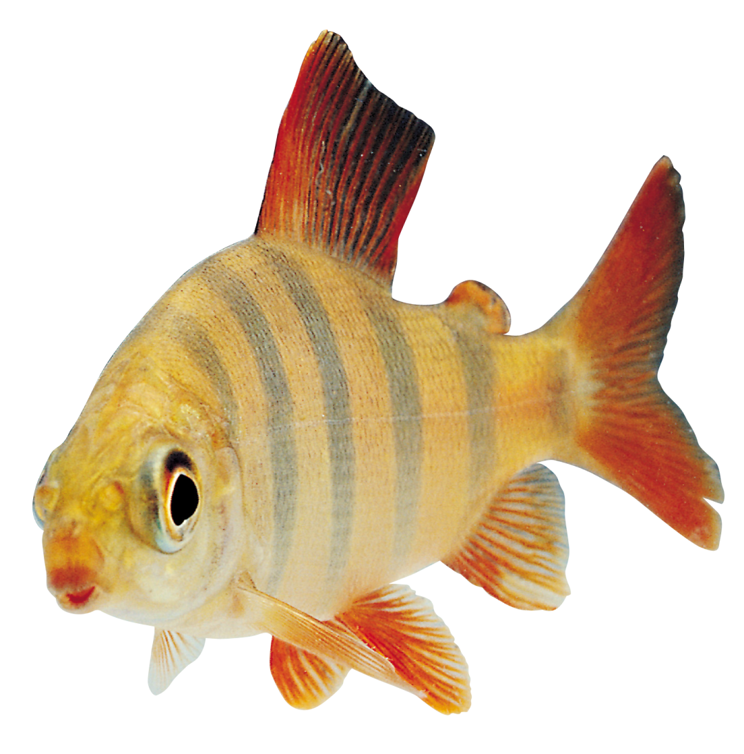 a goldfish on a white background