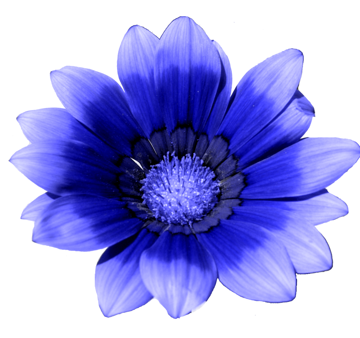 a blue flower on a white background