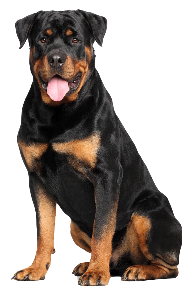 a black and brown dog sitting down with its tongue out