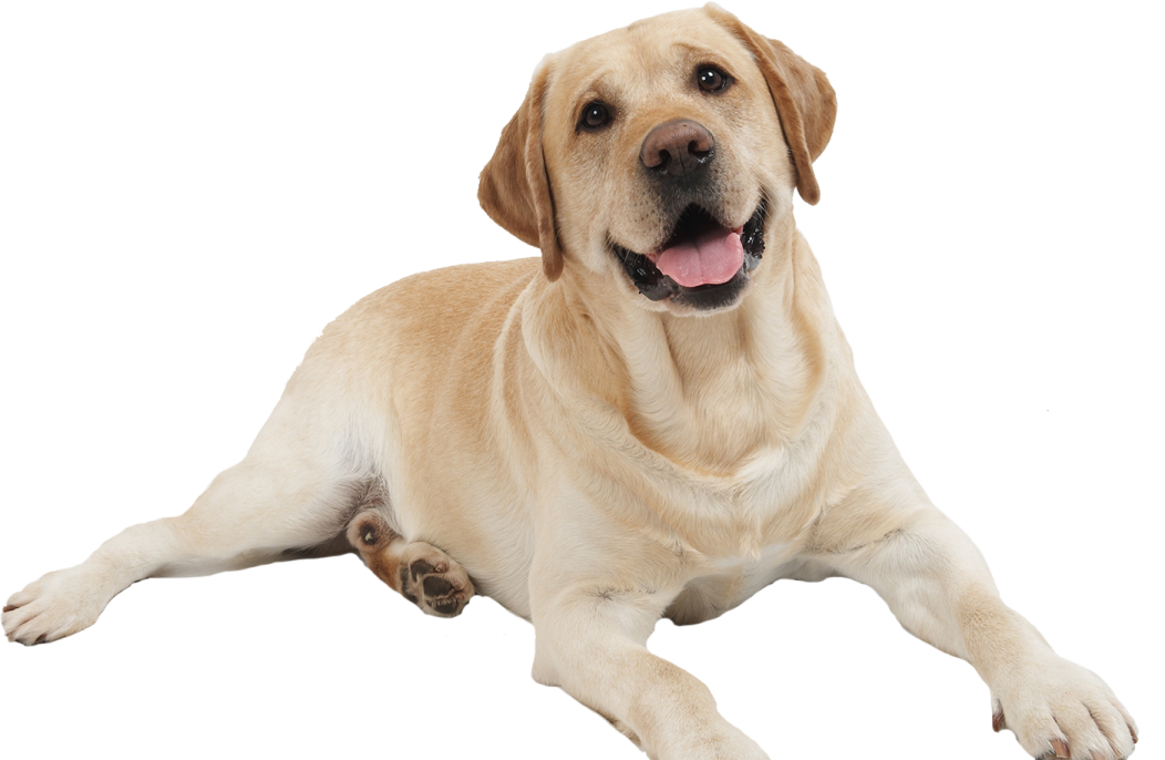 a dog laying on the ground with its tongue out