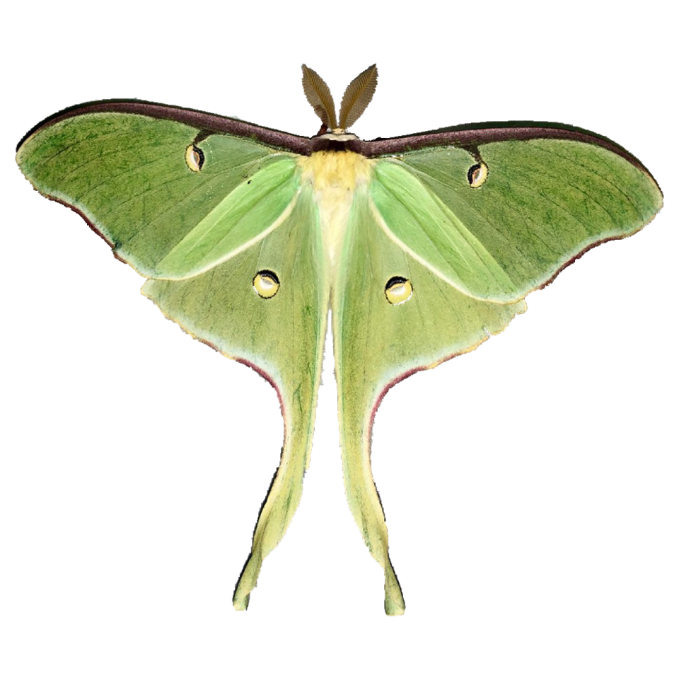a green moth on a white background