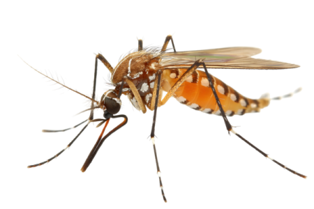 a close up view of a fruit fly