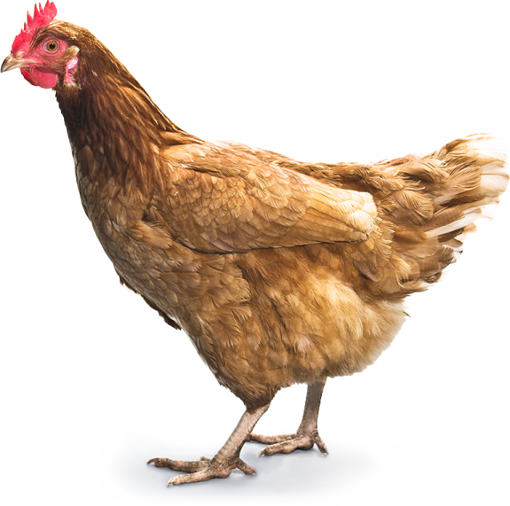 a brown chicken standing on a white surface