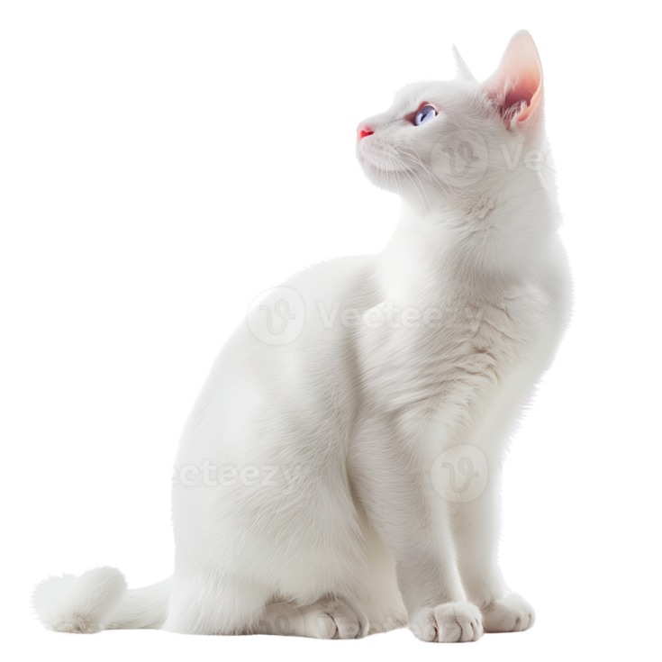 a white cat sitting down and looking up