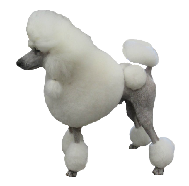 a white poodle dog standing on its hinds