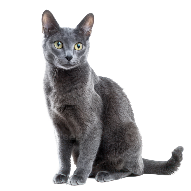 a gray cat with green eyes sitting down