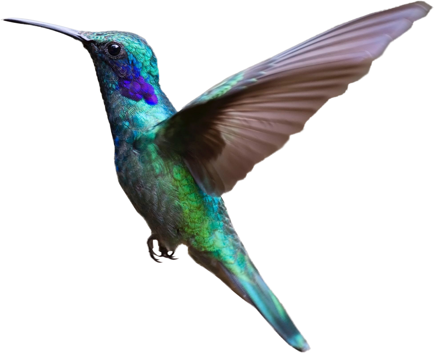 a hummingbird in flight with its wings spread