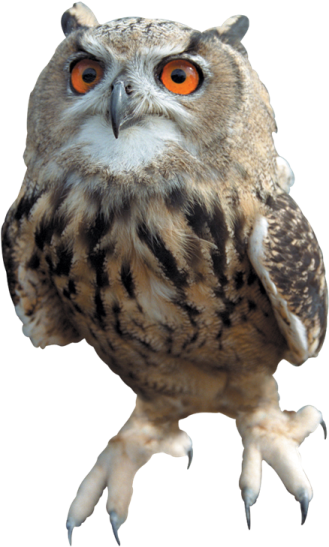an owl with orange eyes and a white background