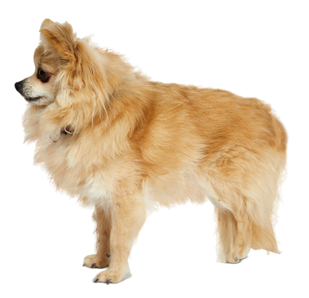 a small dog standing on a white surface