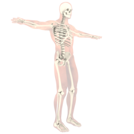 a skeleton is shown in this image