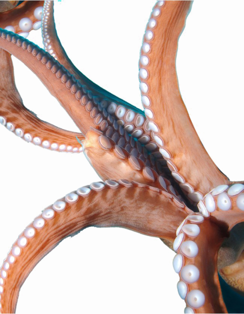 an octopus is shown in this image