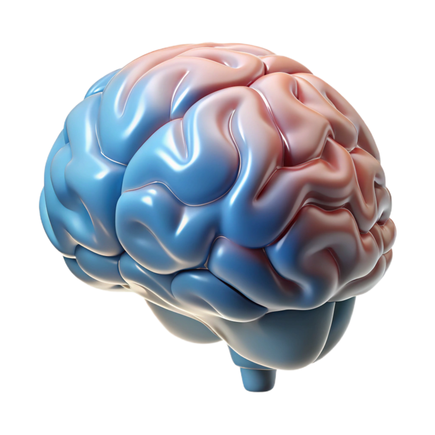 an image of a human brain