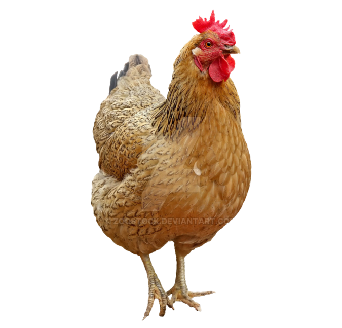 a brown chicken with a red comb on its head