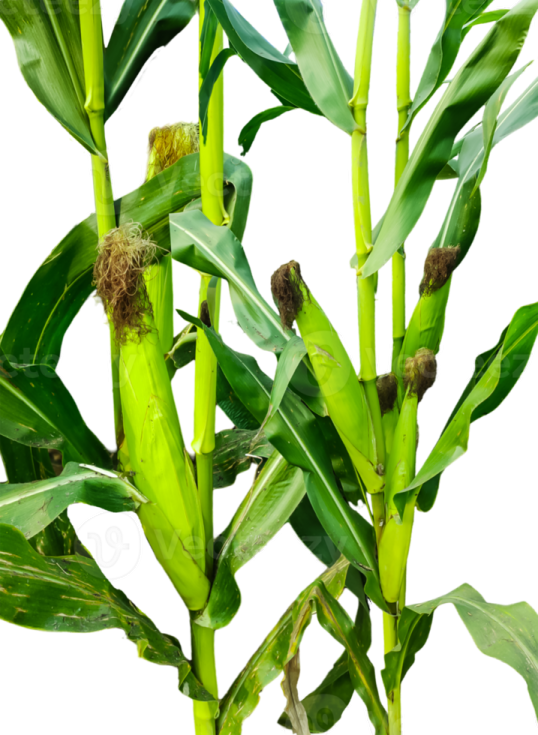 an image of a plant with green leaves