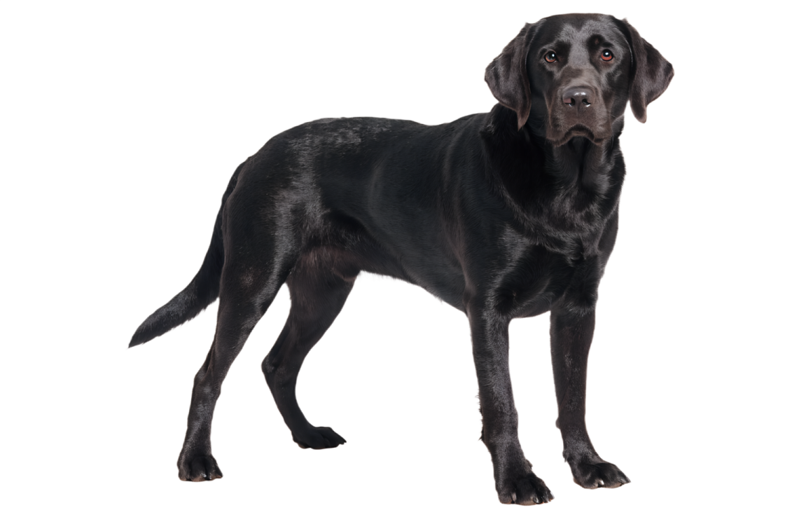 a black dog standing in front of a white background