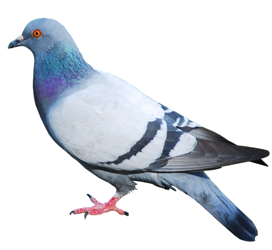 a pigeon is standing on a white surface
