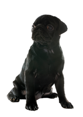 a small black pug sitting on a white background