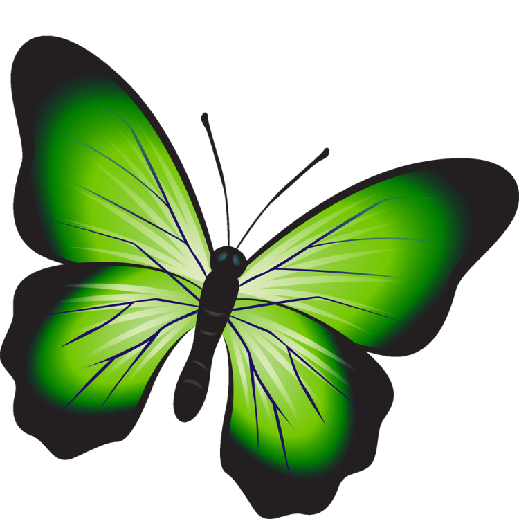 a green butterfly on white background