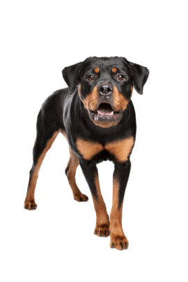 a black and brown dog standing on a white background