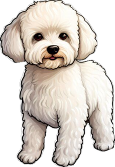 a small white dog standing on a white background