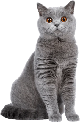 a gray cat with orange eyes sitting down