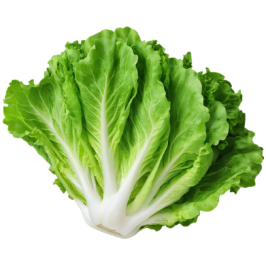a lete leaf on a white background