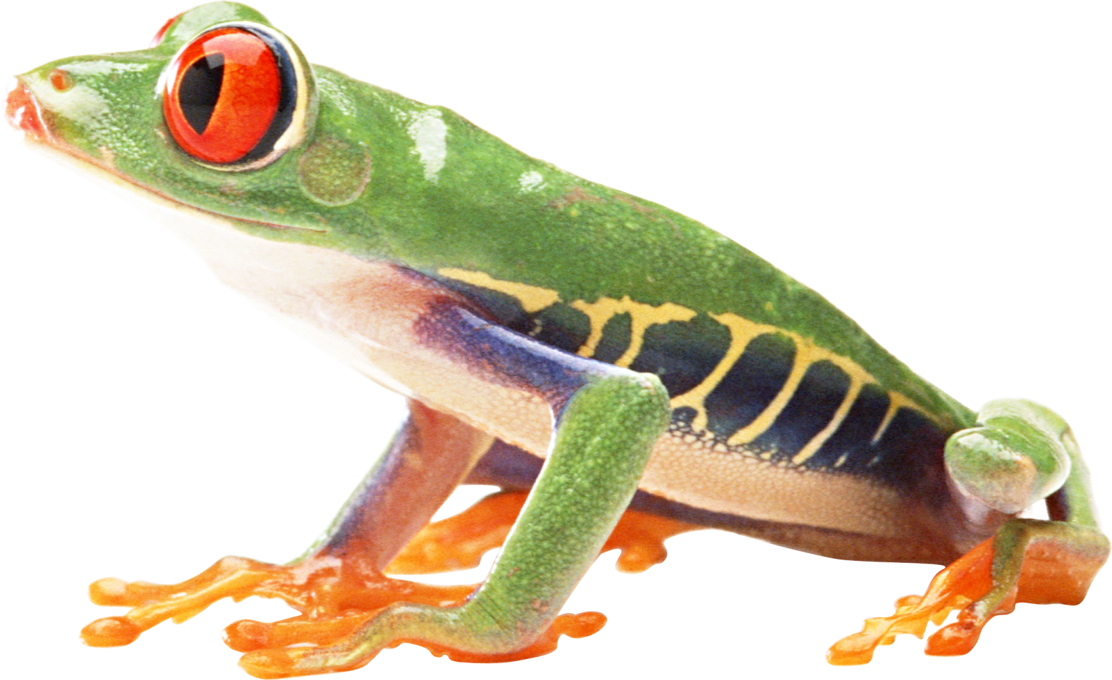 a red eyed tree frog on a white background