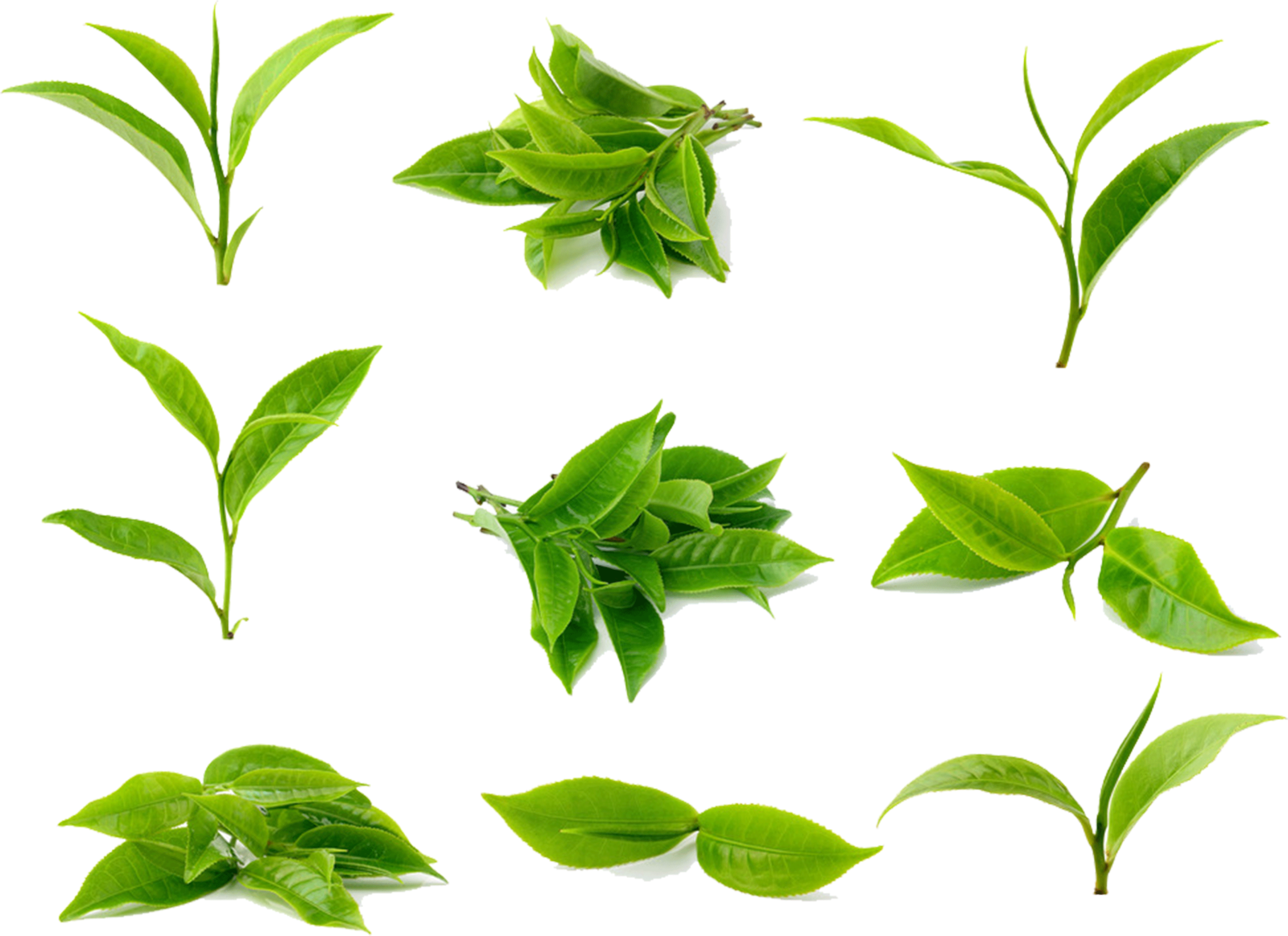 green tea leaves on a white background