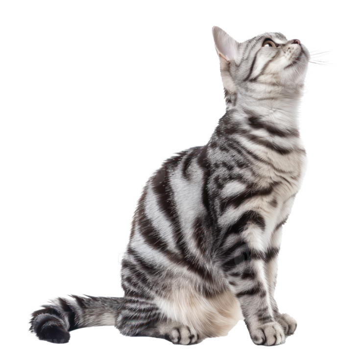 a kitten sitting down looking up at the sky