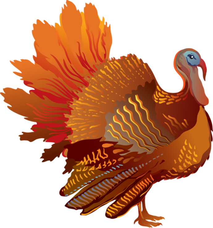 a turkey with orange feathers and blue eyes
