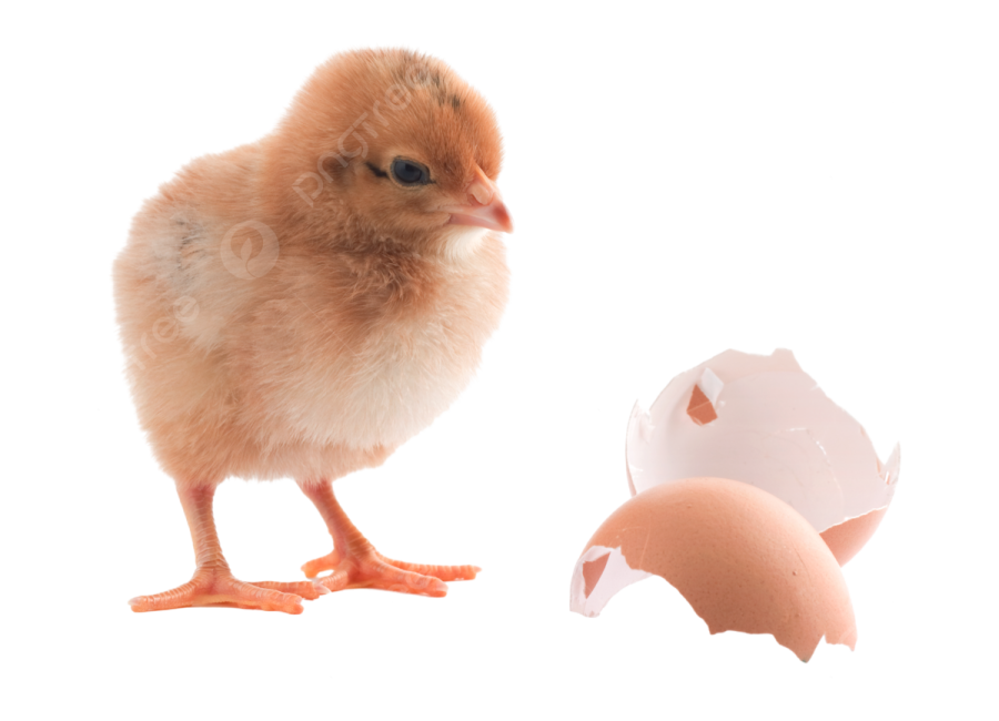 a small chicken standing next to an egg