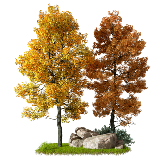 two trees with yellow and orange leaves