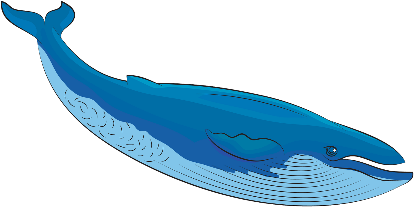a blue whale on a white background