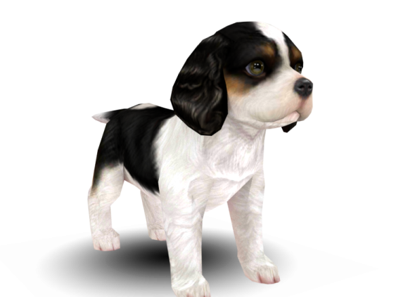 a small black and white dog standing on a white background