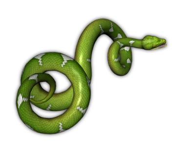 a green snake on a white background