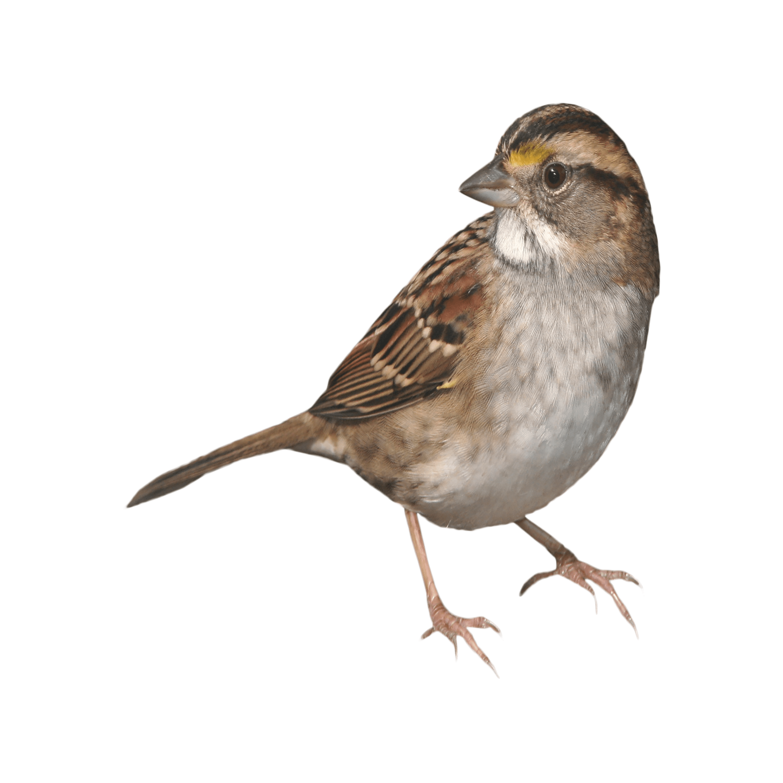 a small bird standing on top of a white surface