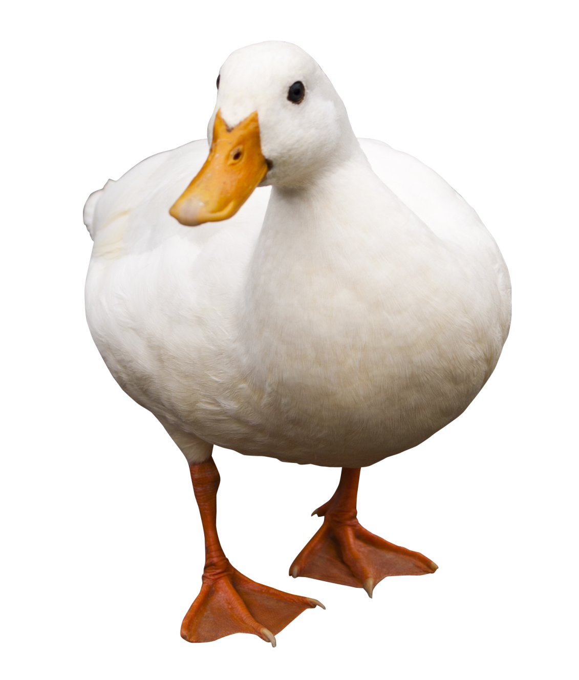 a white duck with an orange beak