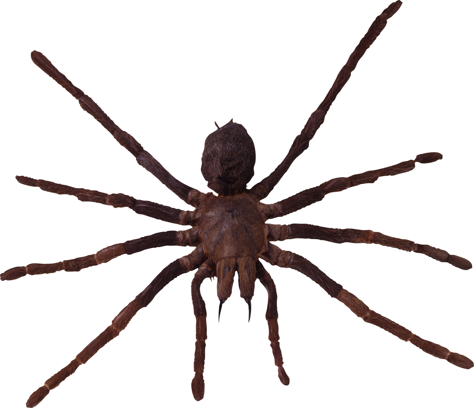 a large brown spider on a white background