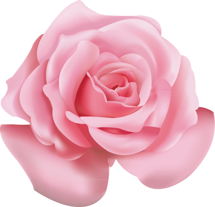 a pink rose on a white background