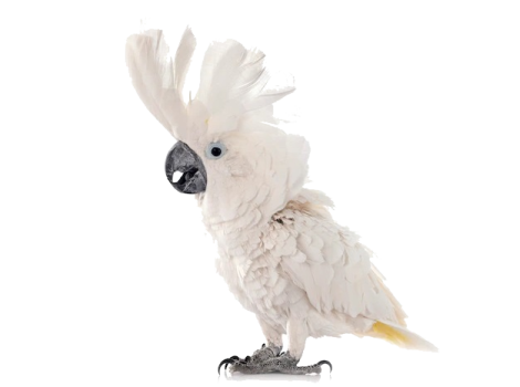 a white cock with feathers on its head