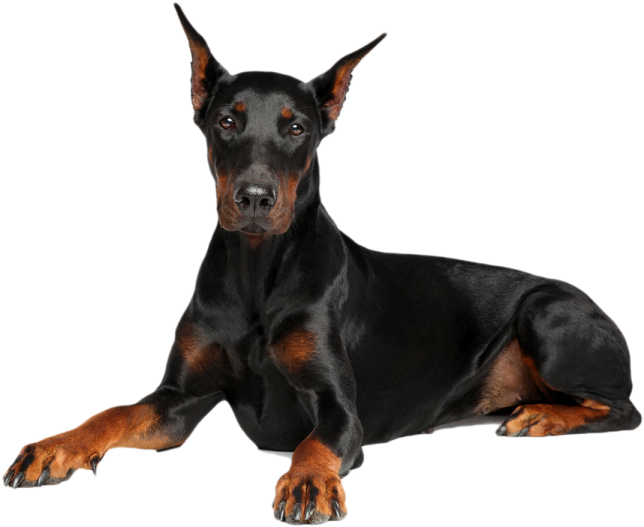 a black and brown dog laying down on the ground