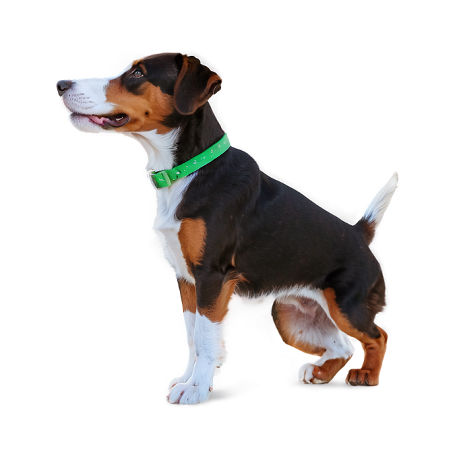 a small black and white dog with a green collar