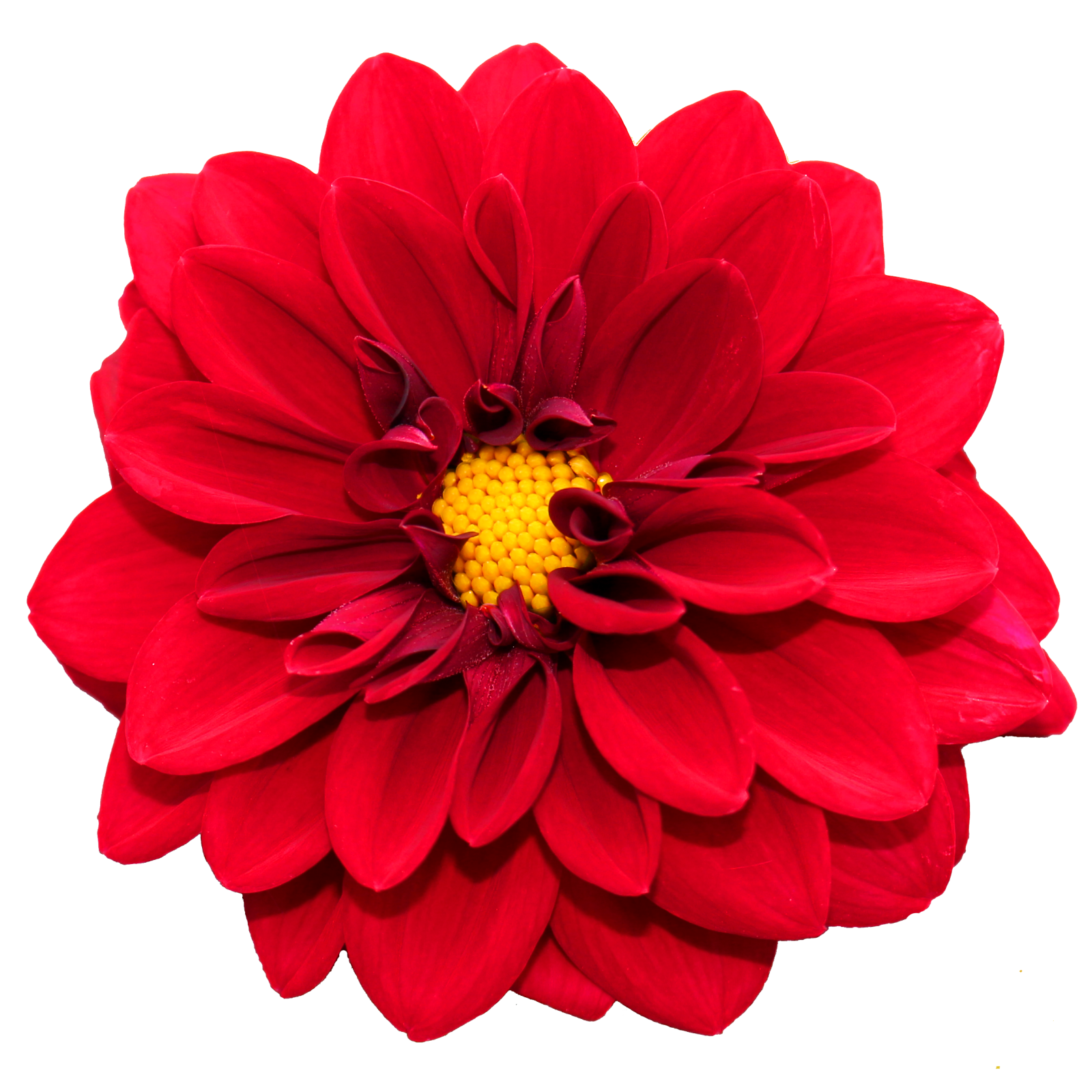 a red flower on a white background