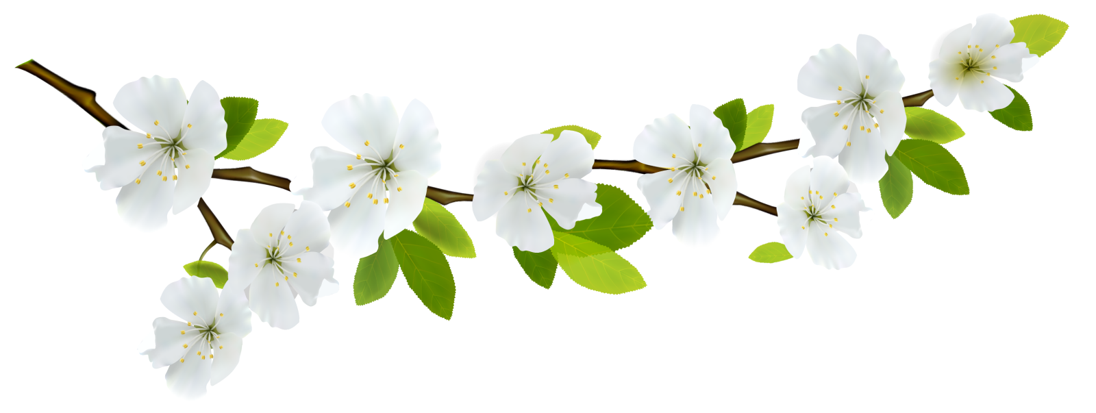 a branch with white flowers and green leaves